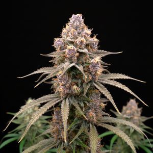 Watermelon Zkittlez x WB Bubba – World Breeders Bulk