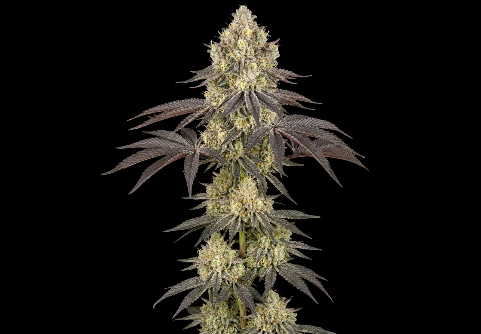 Afghan Auto – Shottas Seeds Afghan Auto – Shottas Seeds