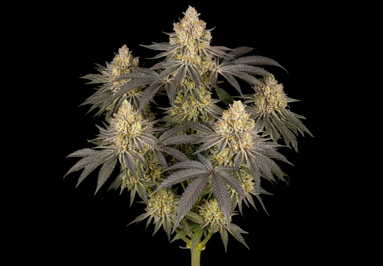 Afghan Auto – Shottas Seeds Afghan Auto – Shottas Seeds