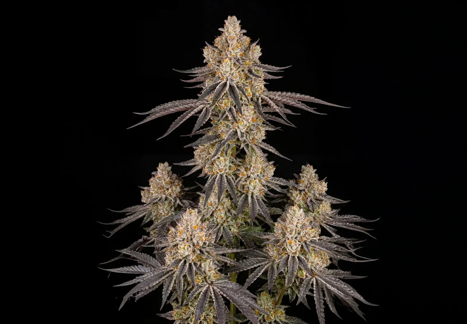 Afghan Auto – Shottas Seeds Afghan Auto – Shottas Seeds