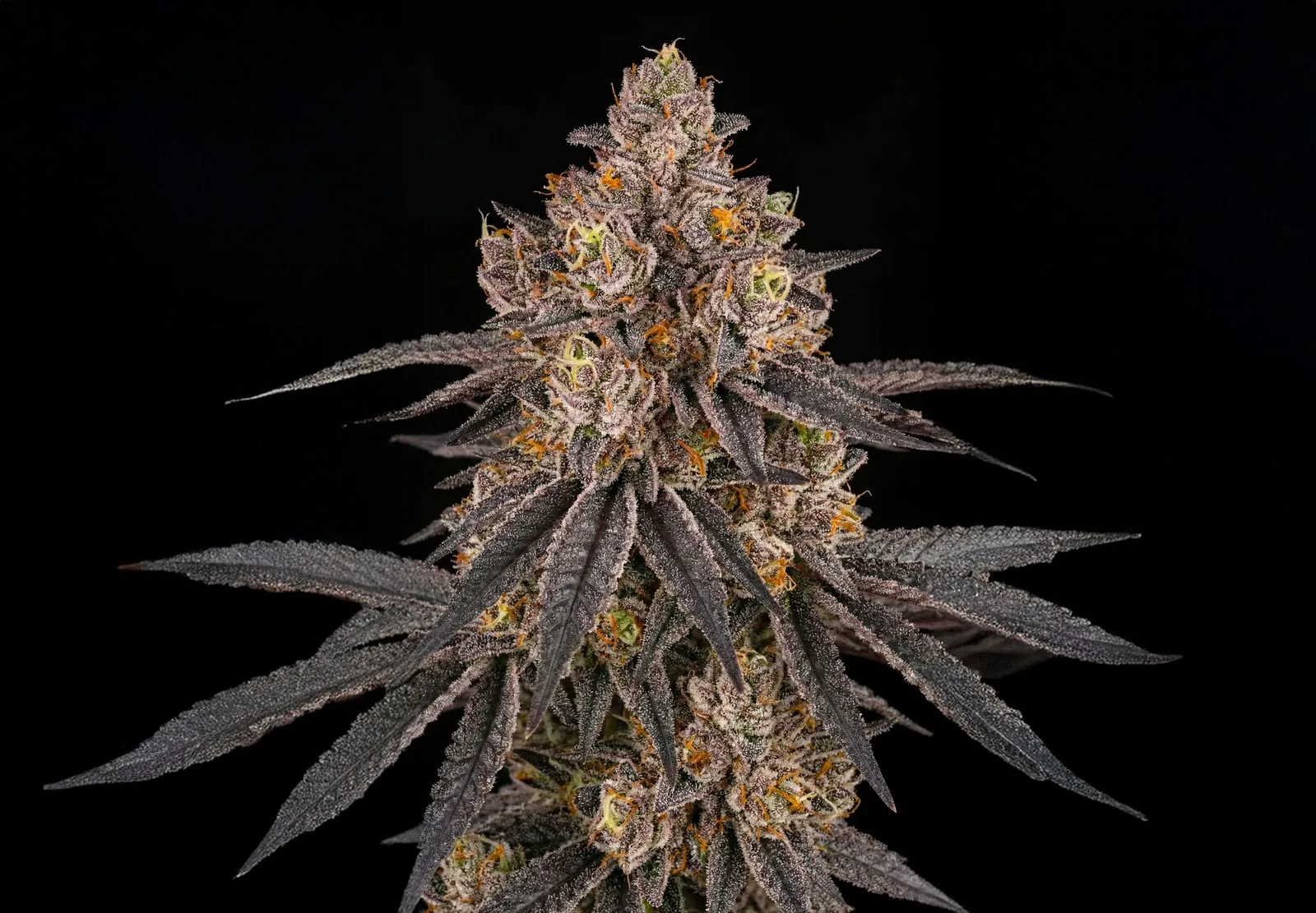 Afghan Auto – Shottas Seeds Afghan Auto – Shottas Seeds