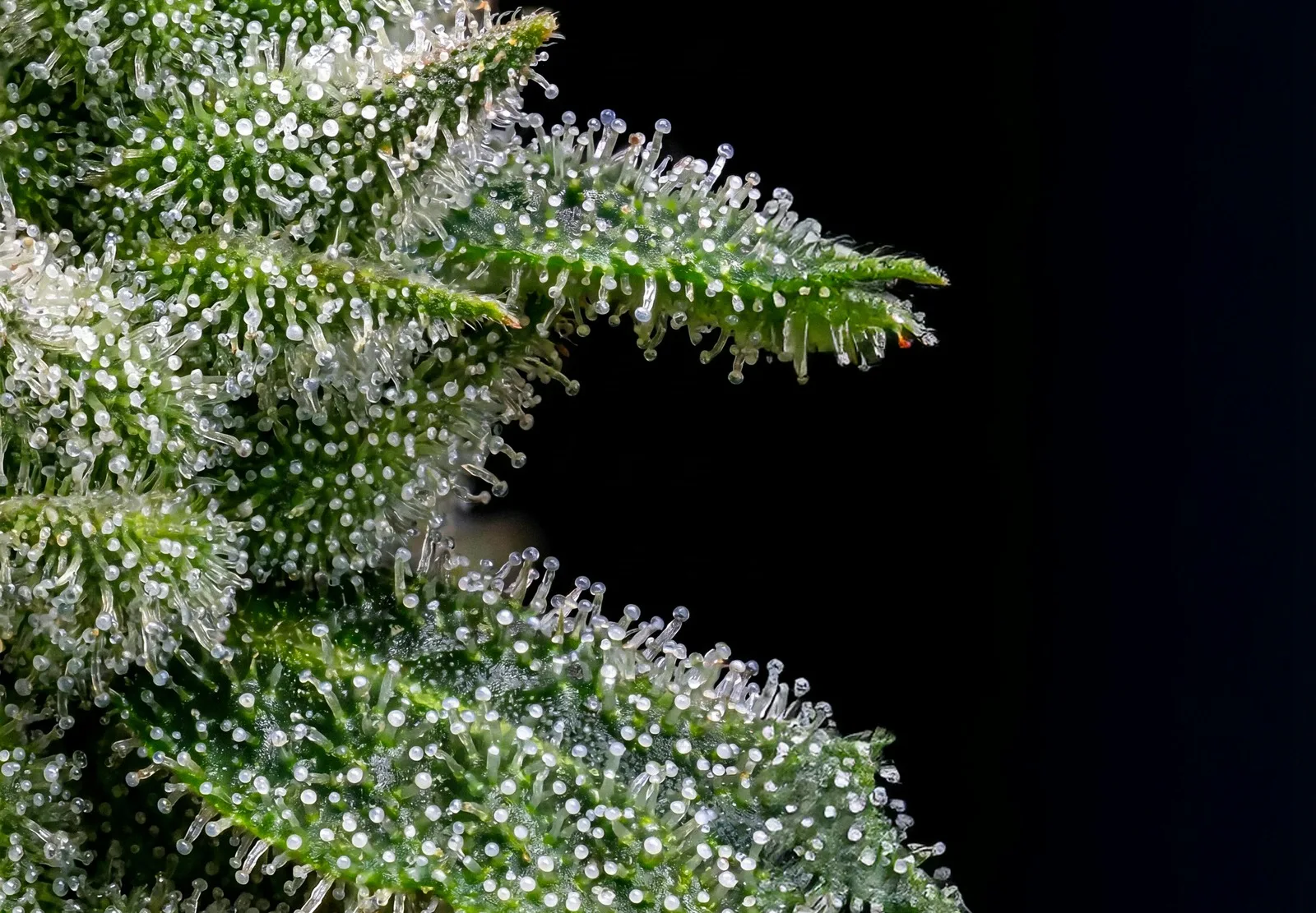 Afghan Auto – Shottas Seeds Afghan Auto – Shottas Seeds