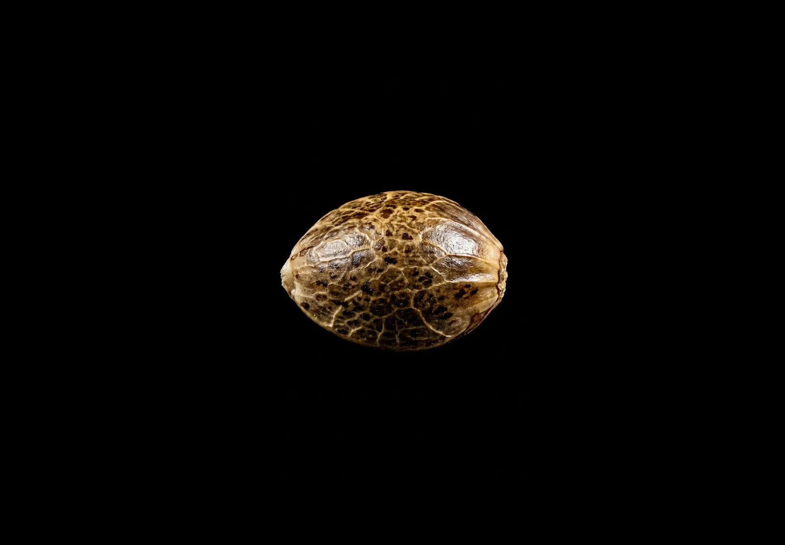 Afghan Auto – Shottas Seeds Afghan Auto – Shottas Seeds
