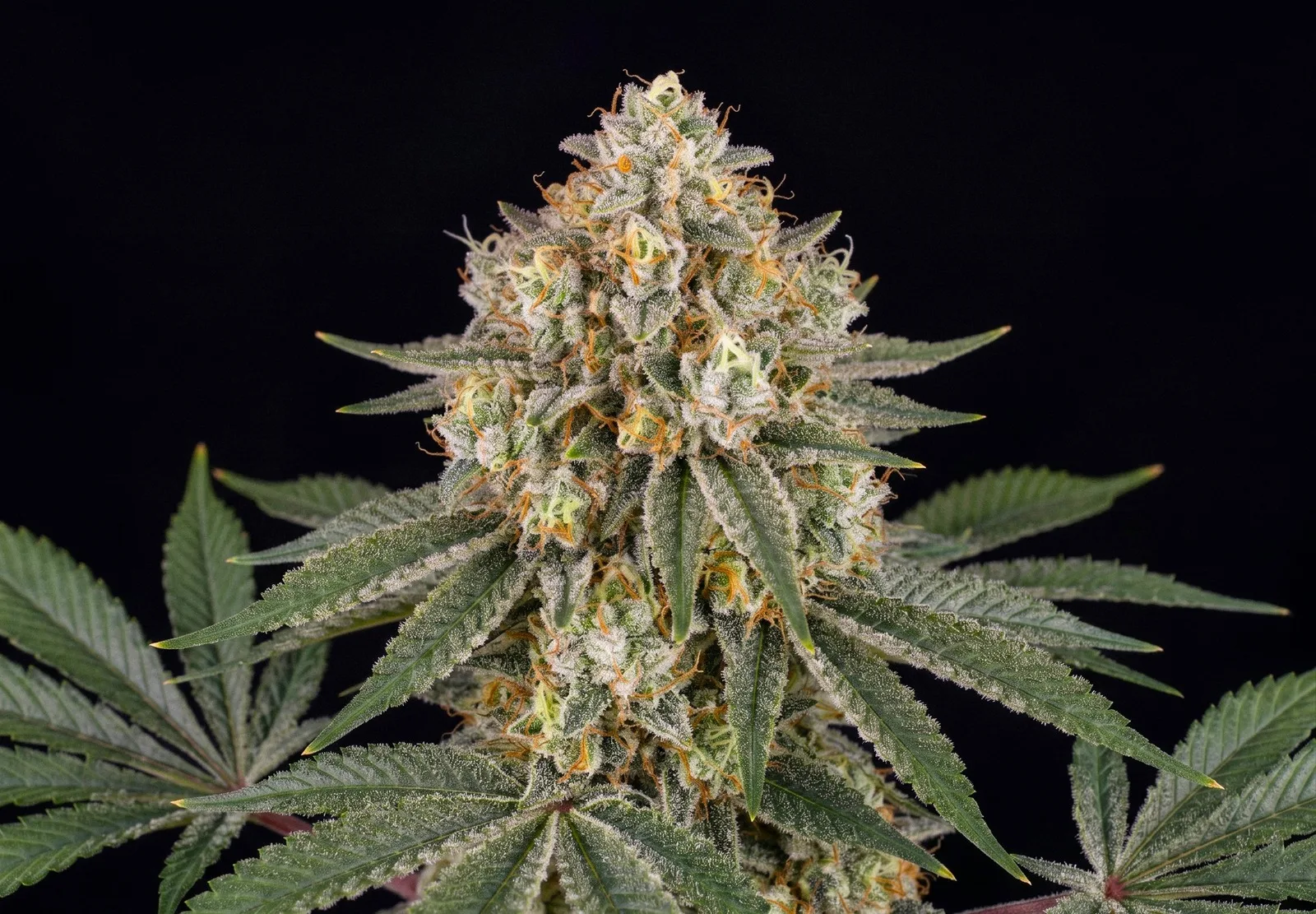 AK 47 Auto – Shottas Seeds AK 47 Auto – Shottas Seeds