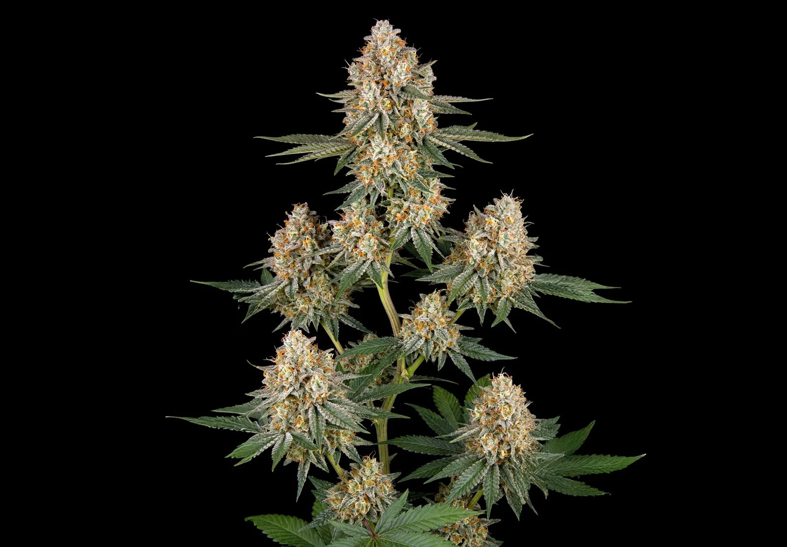AK 47 Auto – Shottas Seeds AK 47 Auto – Shottas Seeds