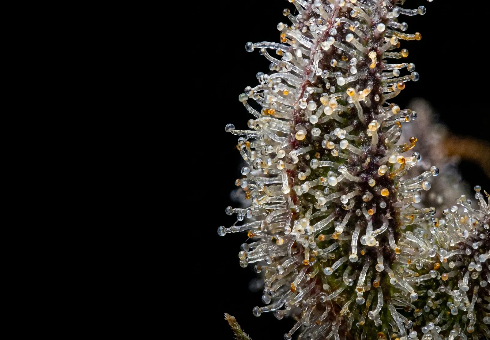 AK 47 Auto – Shottas Seeds AK 47 Auto – Shottas Seeds