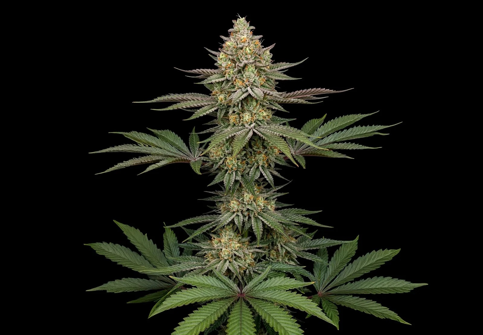 Amnesia – Shottas Seeds Amnesia – Shottas Seeds