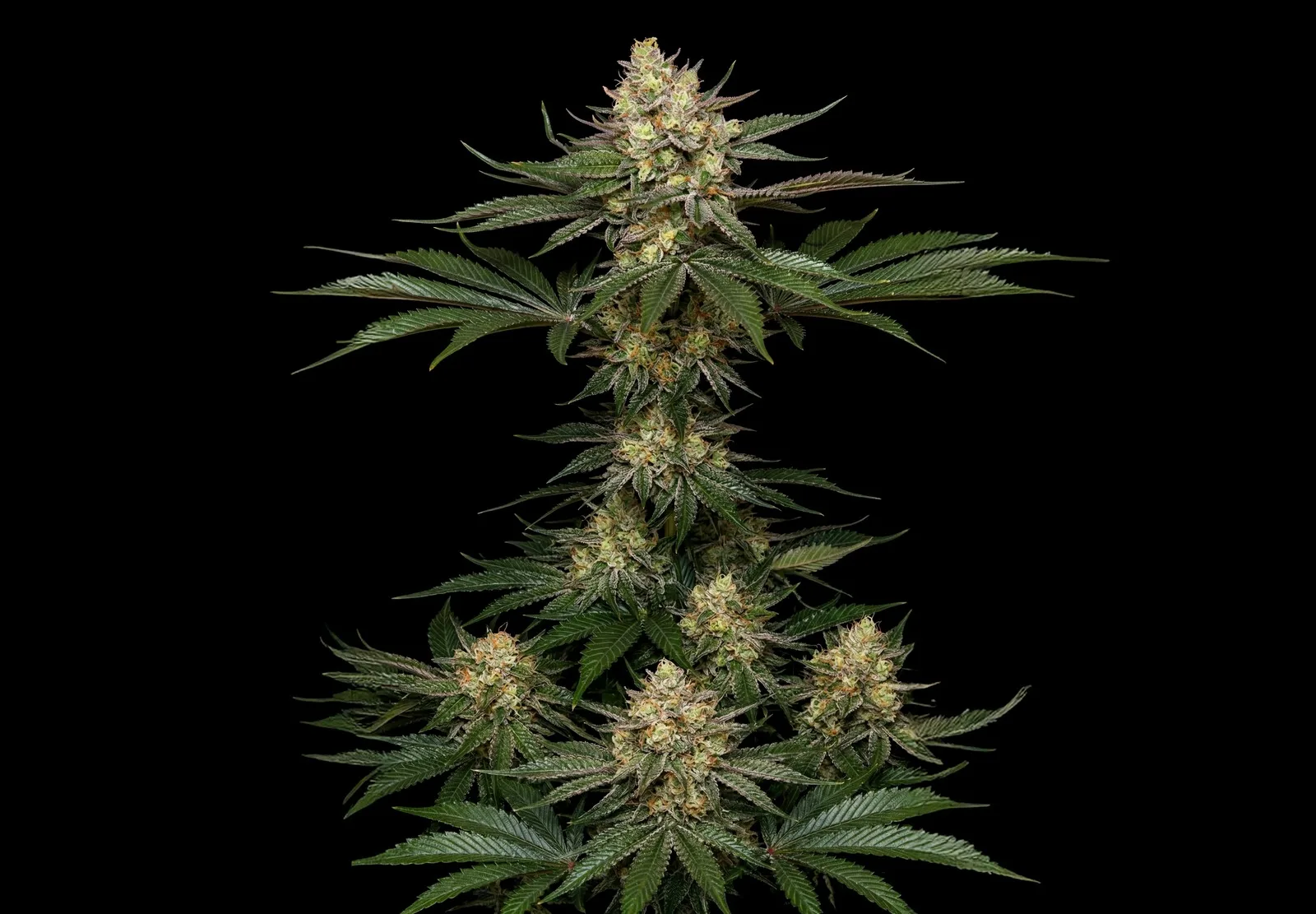 Amnesia – Shottas Seeds Amnesia – Shottas Seeds
