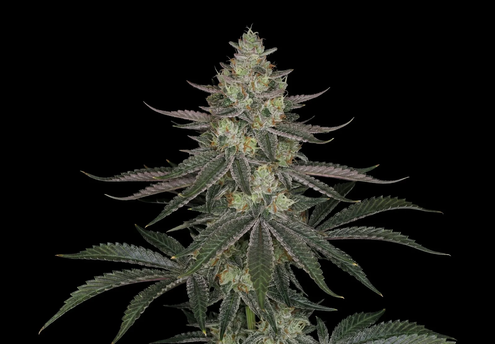 Amnesia – Shottas Seeds Amnesia – Shottas Seeds
