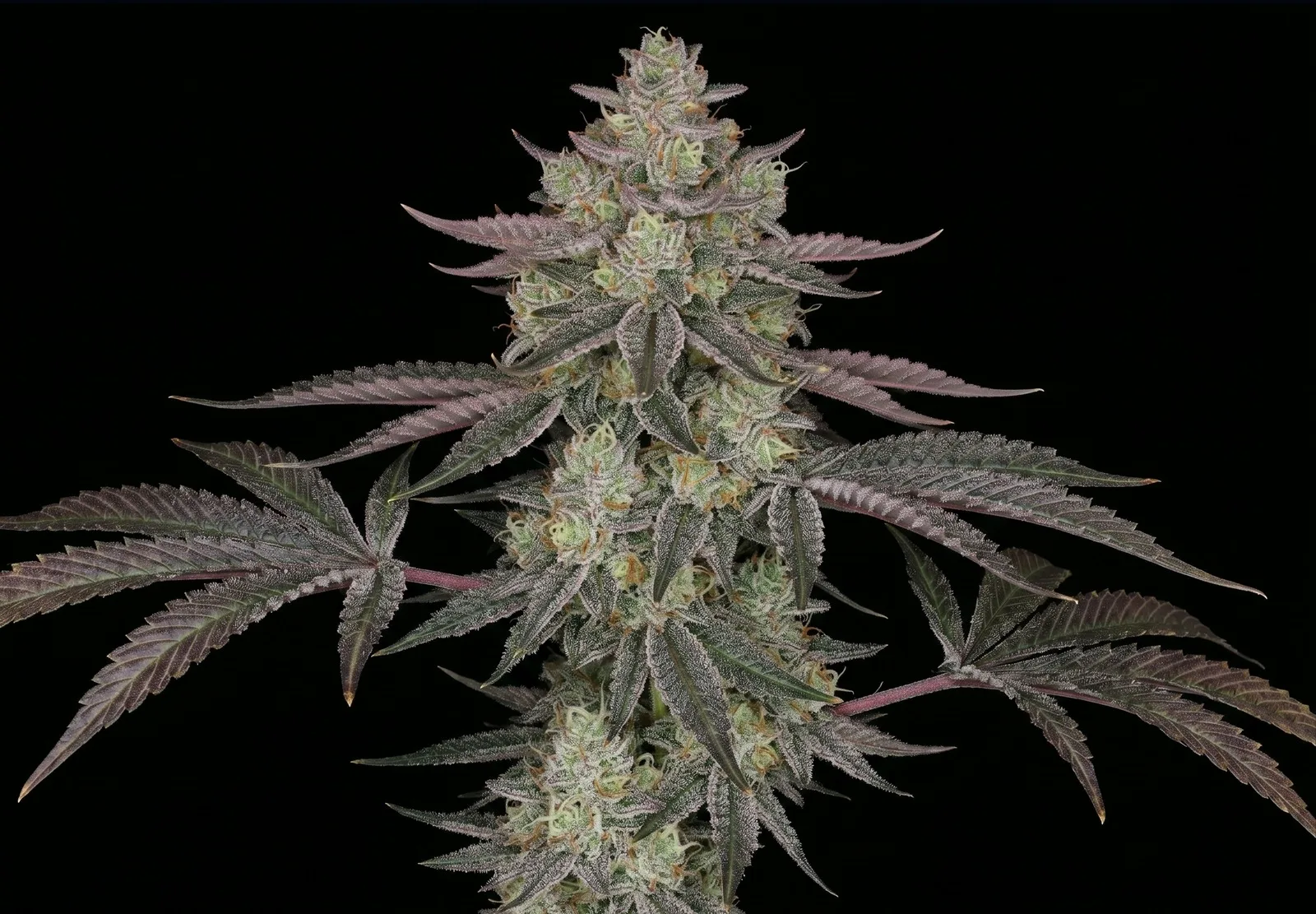 Amnesia – Shottas Seeds Amnesia – Shottas Seeds