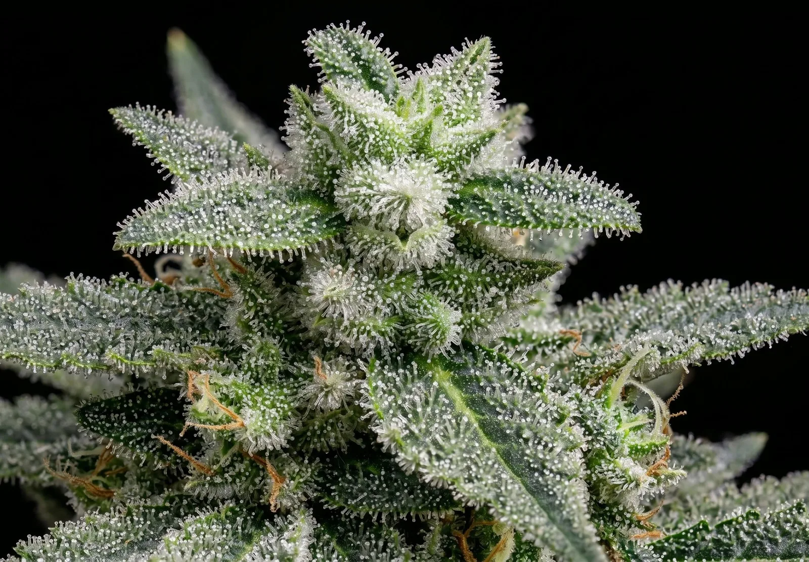 Amnesia – Shottas Seeds Amnesia – Shottas Seeds