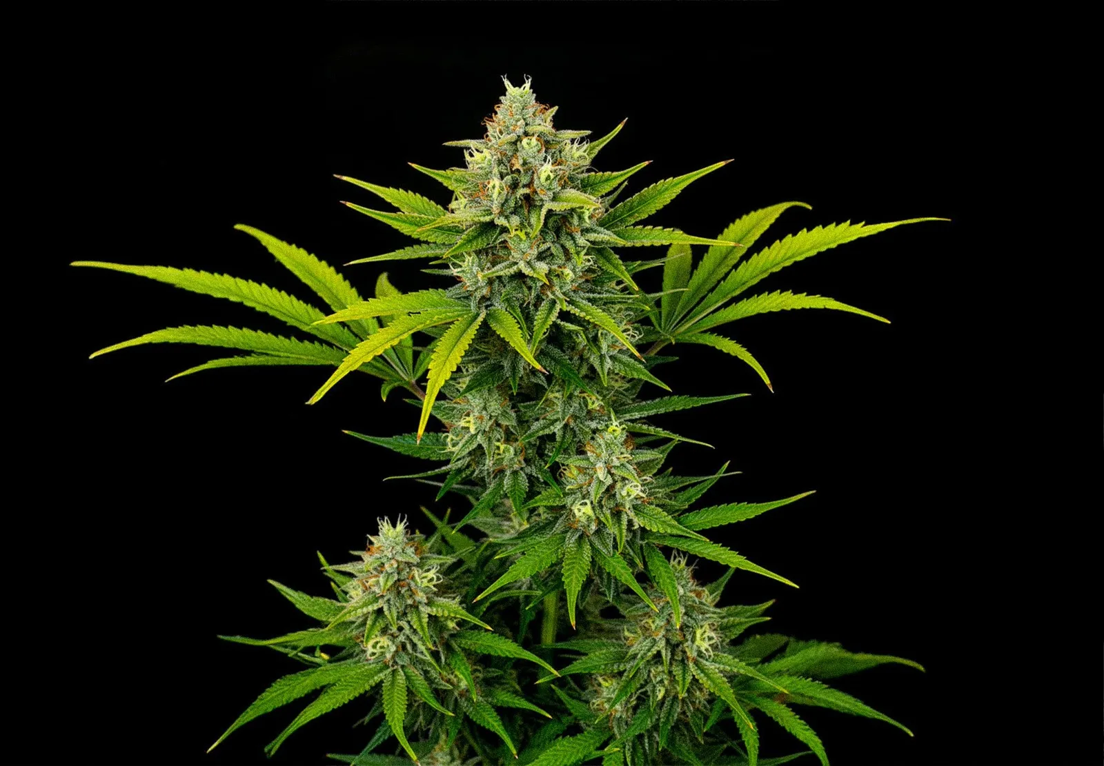 Amnesia XXL Auto – Shottas Seeds Amnesia XXL Auto – Shottas Seeds
