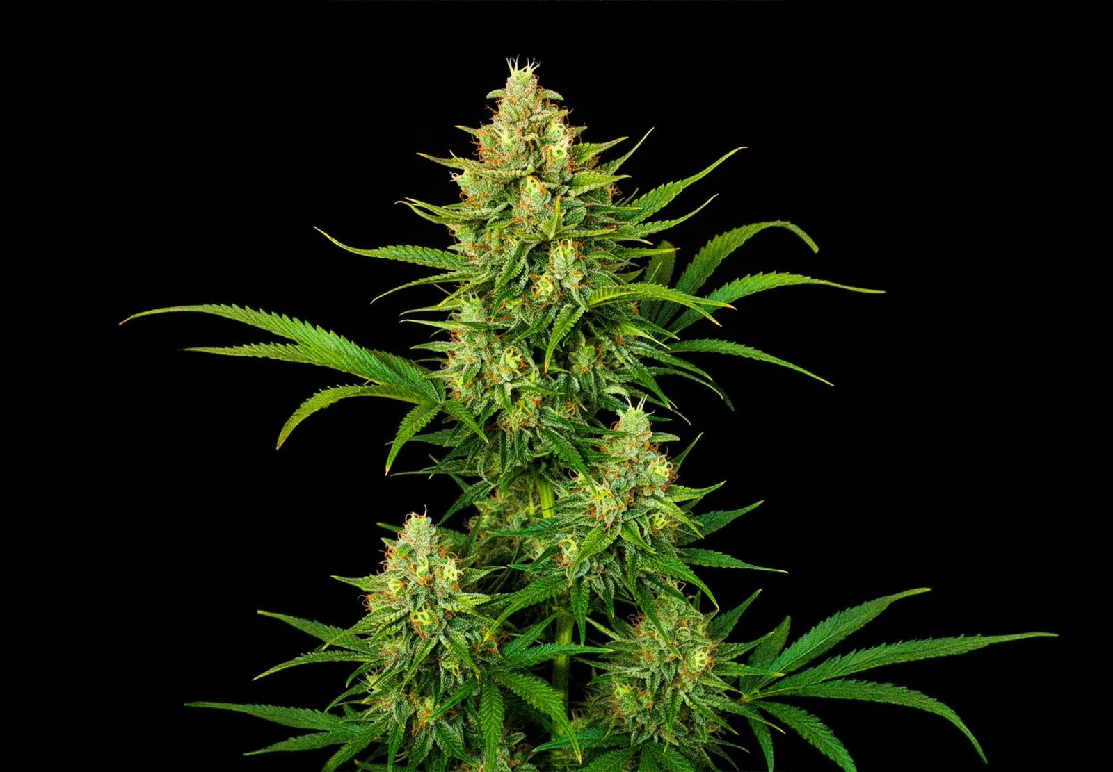 Amnesia XXL Auto – Shottas Seeds Amnesia XXL Auto – Shottas Seeds