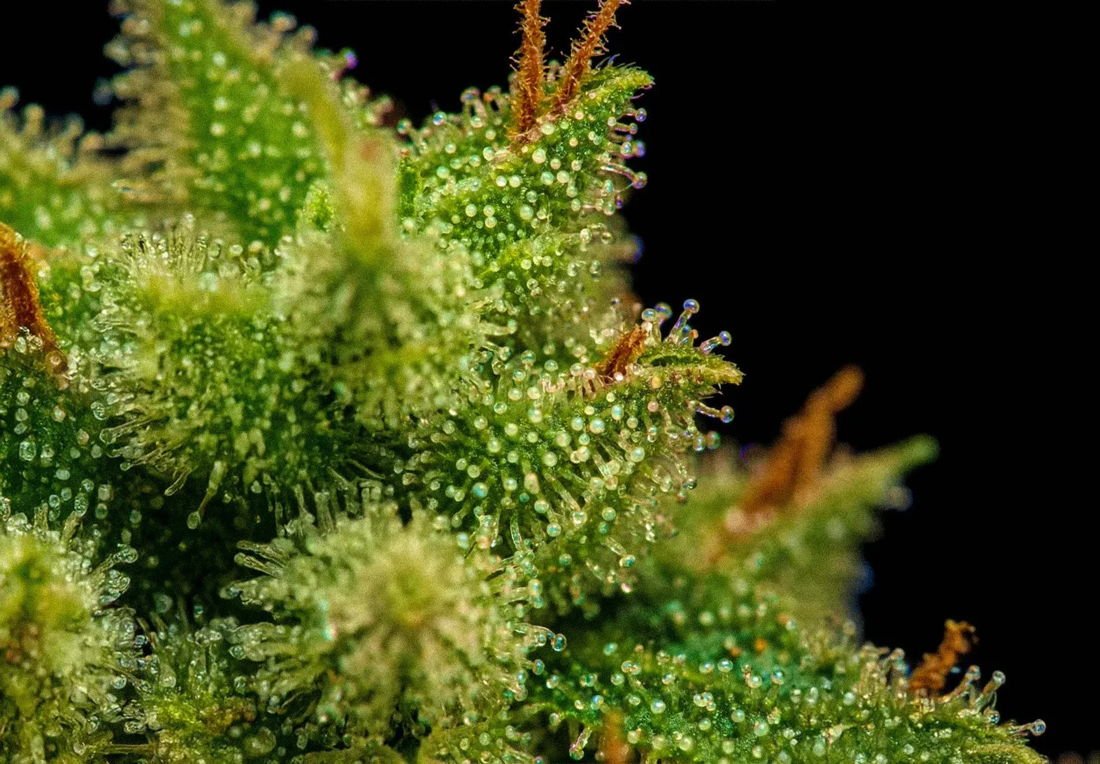 Amnesia XXL Auto – Shottas Seeds Amnesia XXL Auto – Shottas Seeds