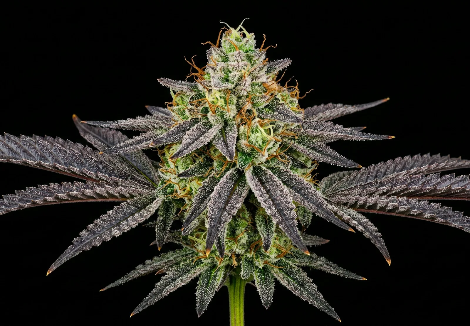 Candy Flip – Shottas Seeds Candy Flip – Shottas Seeds