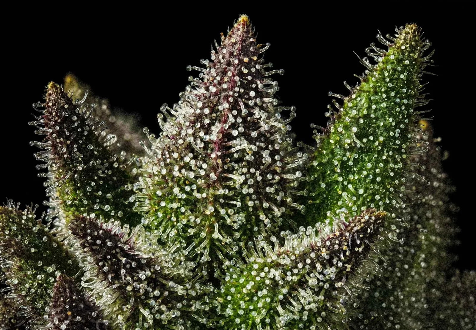 Candy Flip – Shottas Seeds Candy Flip – Shottas Seeds
