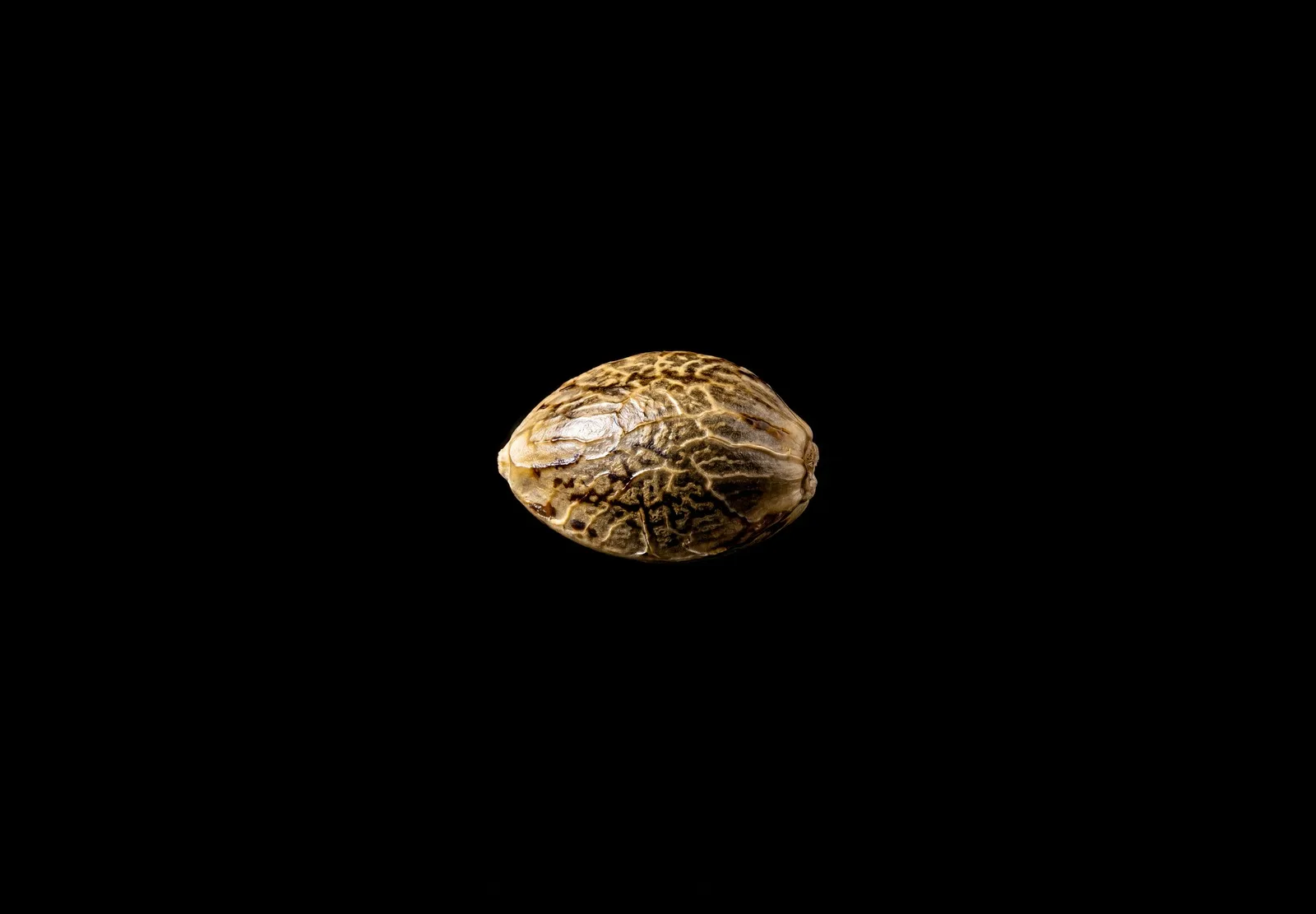 Candy Flip – Shottas Seeds Candy Flip – Shottas Seeds