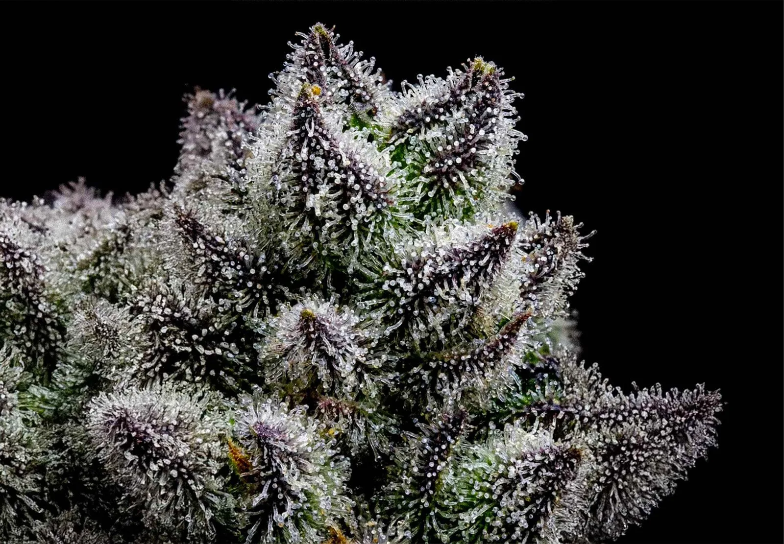 Critical Mass Auto – Shottas Seeds Critical Mass Auto – Shottas Seeds