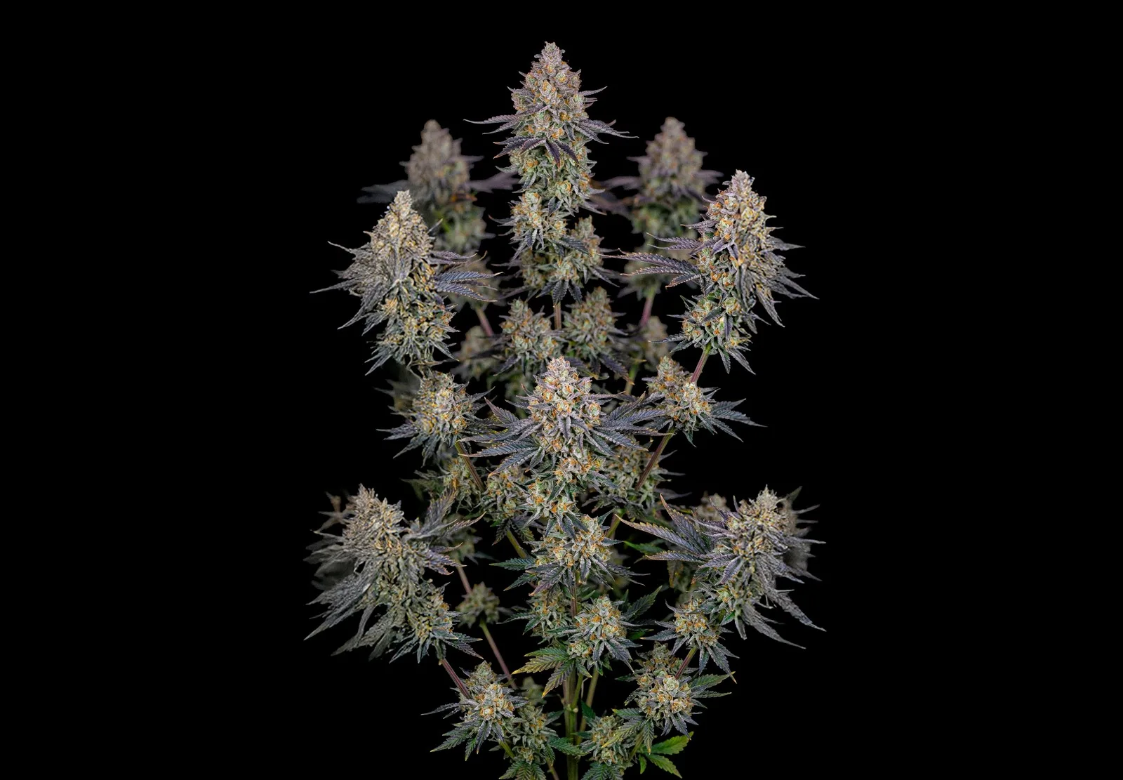 Gelato Auto – Shottas Seeds Gelato Auto – Shottas Seeds