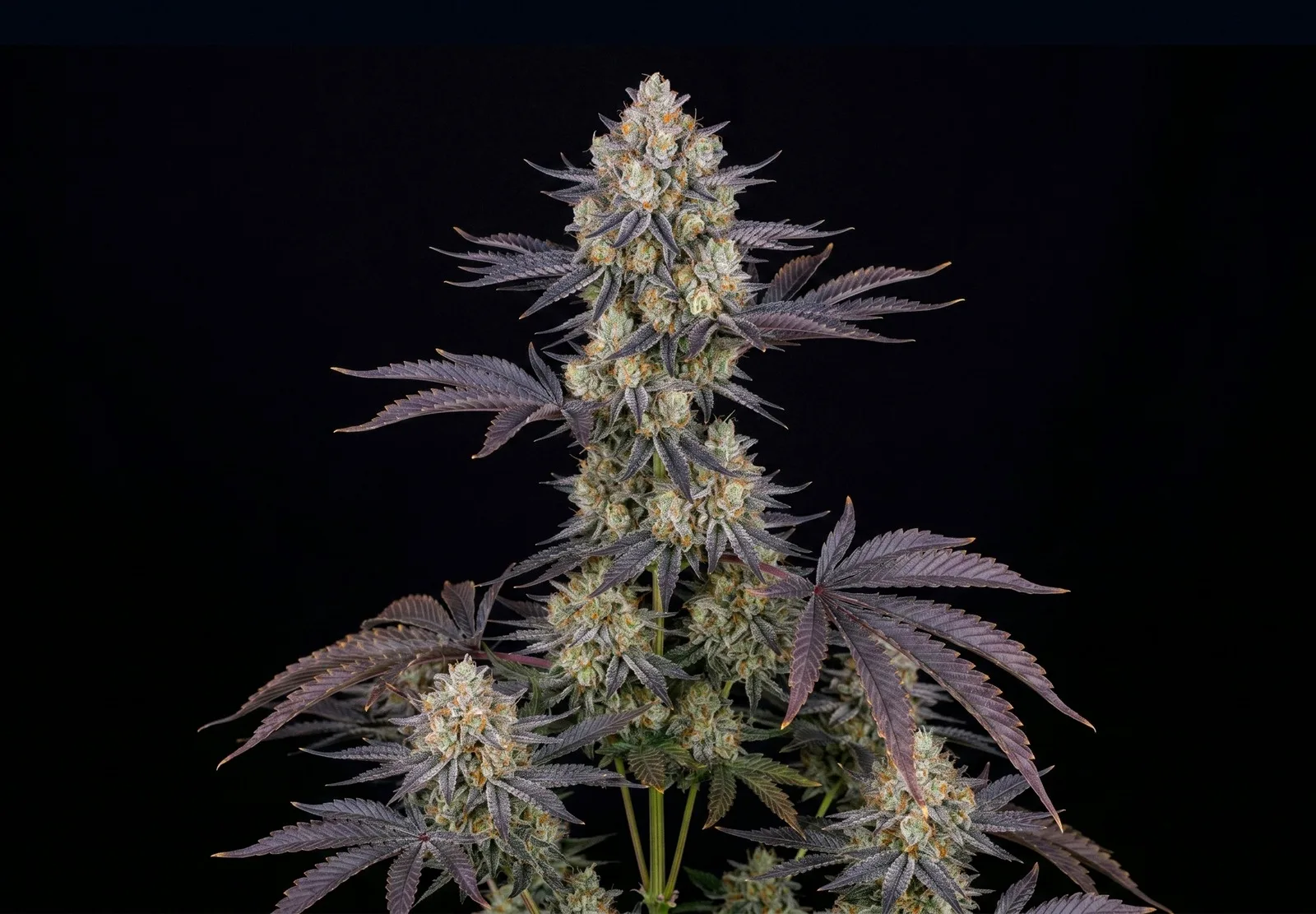 Gelato Auto – Shottas Seeds Gelato Auto – Shottas Seeds