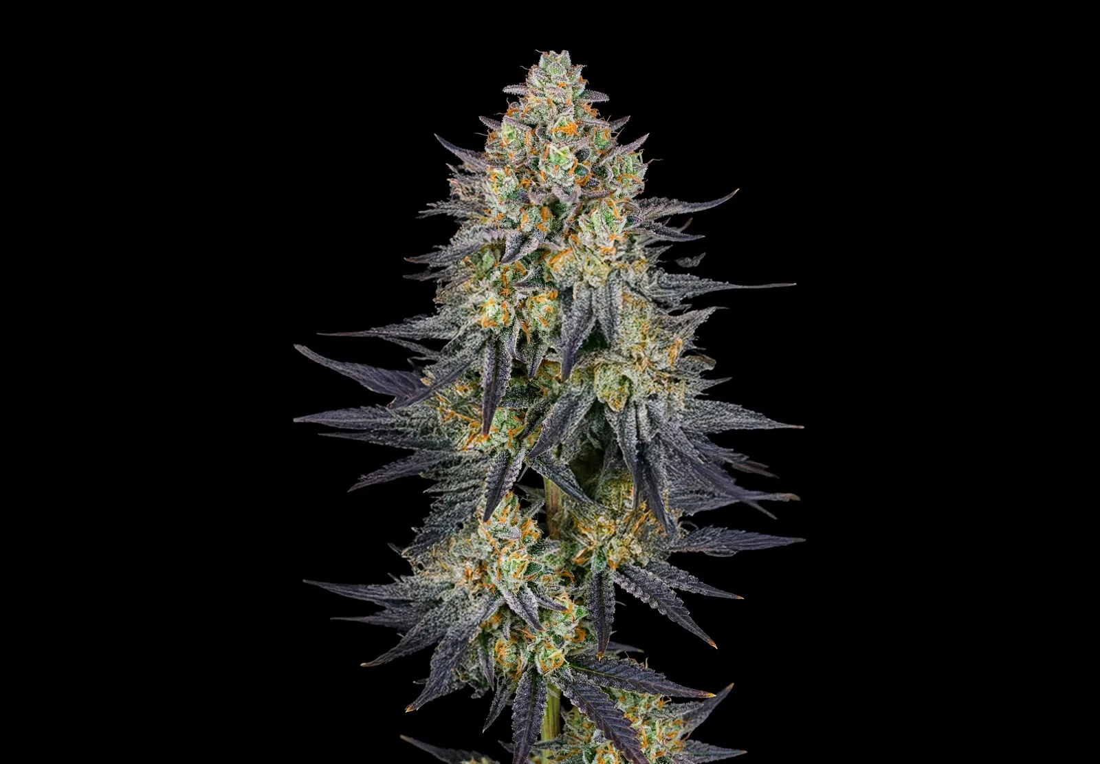 Gelato Auto – Shottas Seeds Gelato Auto – Shottas Seeds