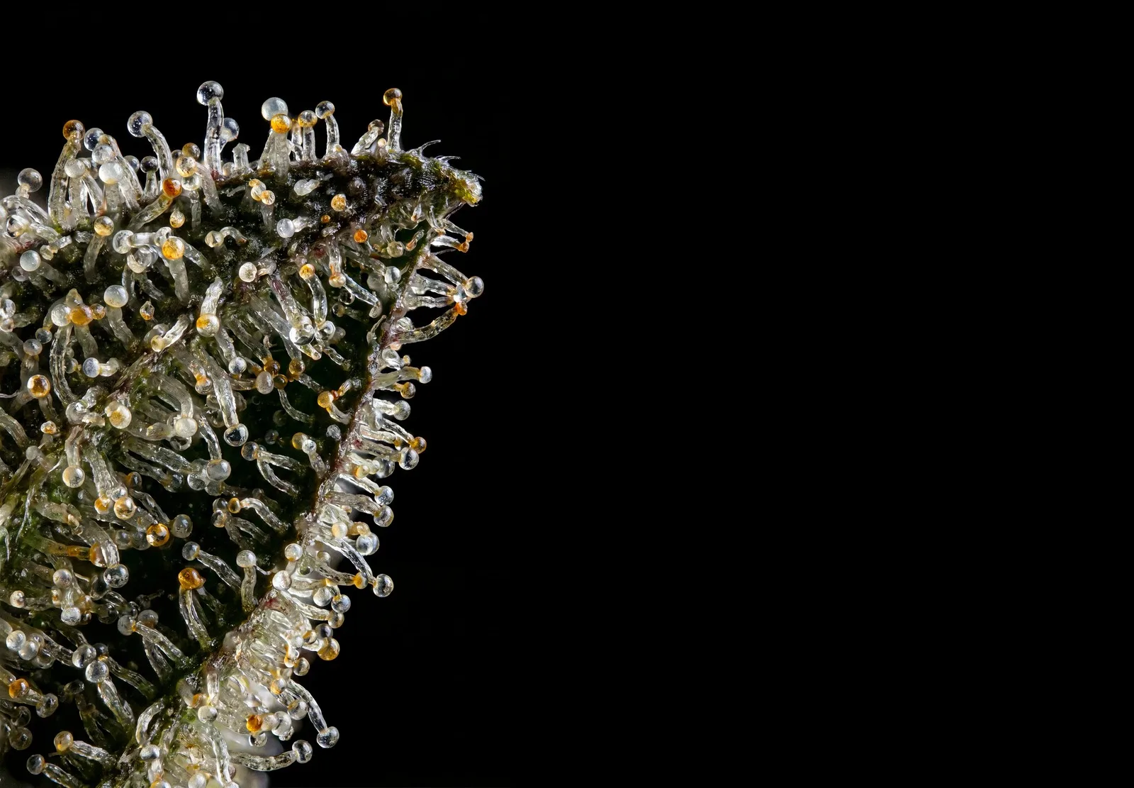 Gelato Auto – Shottas Seeds Gelato Auto – Shottas Seeds