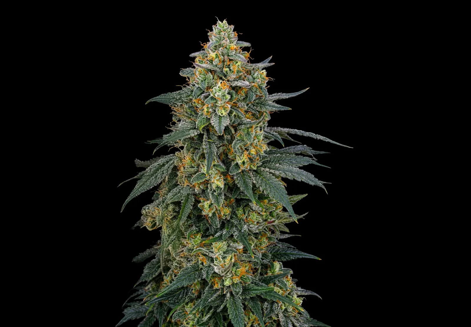 Gelato – Shottas Seeds Gelato – Shottas Seeds