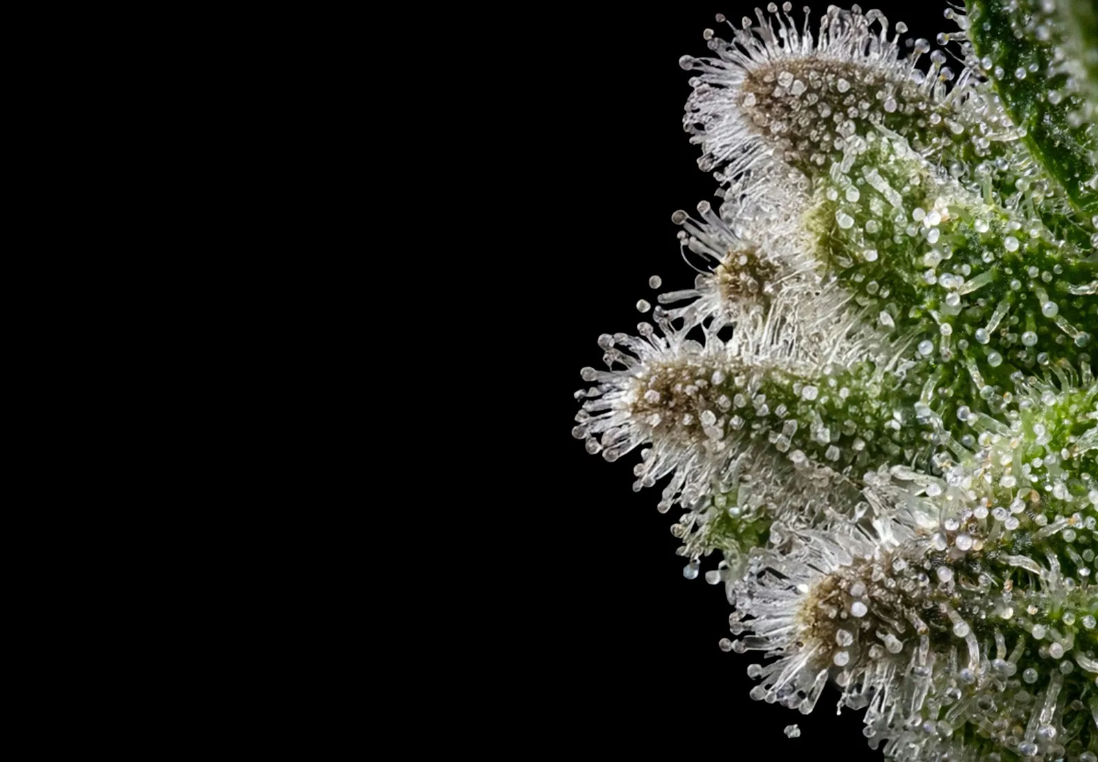 Gelato – Shottas Seeds Gelato – Shottas Seeds
