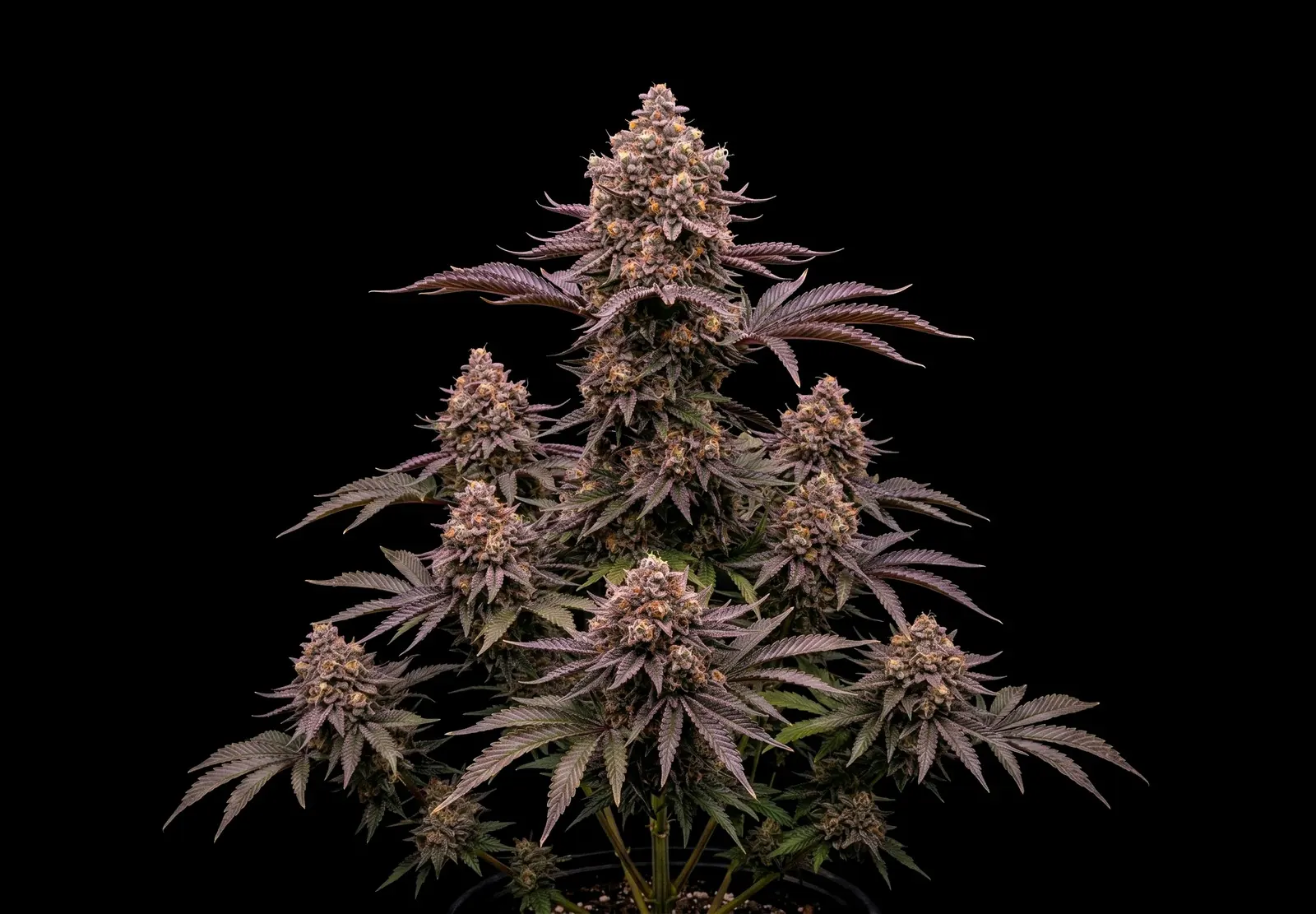GG4 Auto – Shottas Seeds GG4 Auto – Shottas Seeds