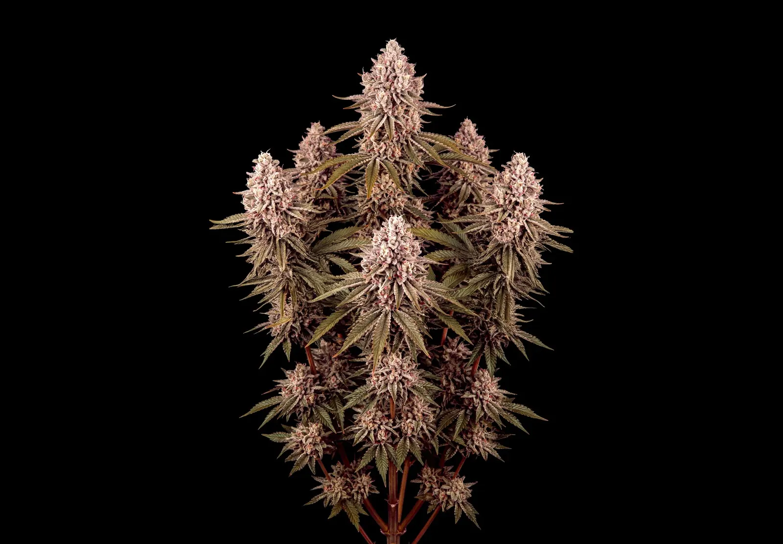 GG4 Auto – Shottas Seeds GG4 Auto – Shottas Seeds