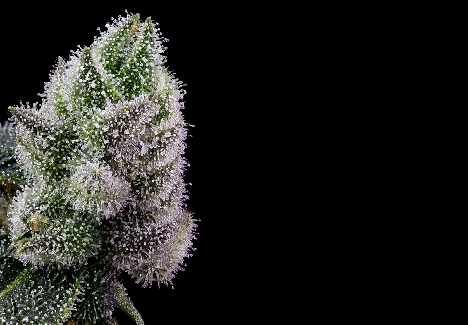 GG4 Auto – Shottas Seeds GG4 Auto – Shottas Seeds