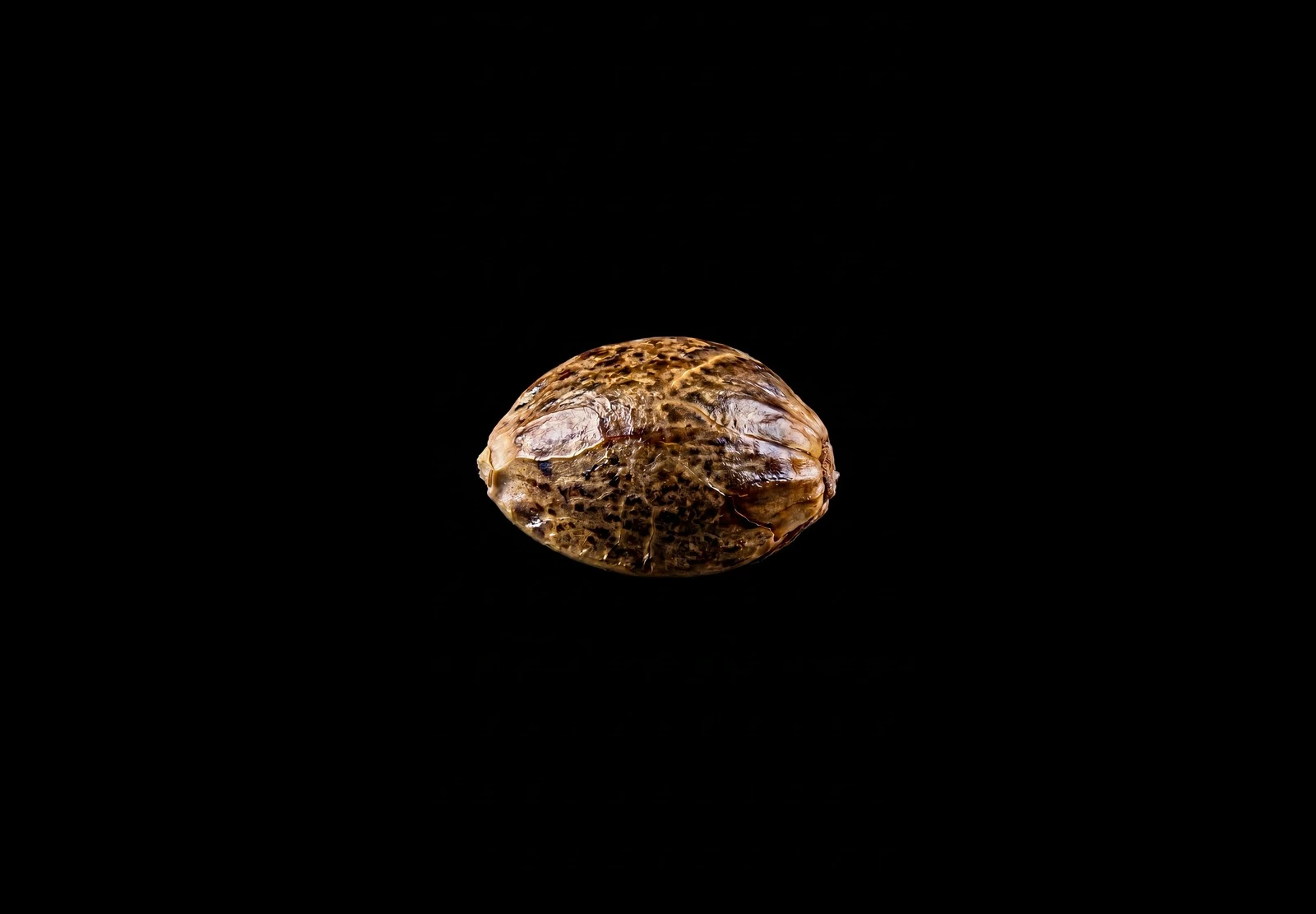 GG4 Auto – Shottas Seeds GG4 Auto – Shottas Seeds