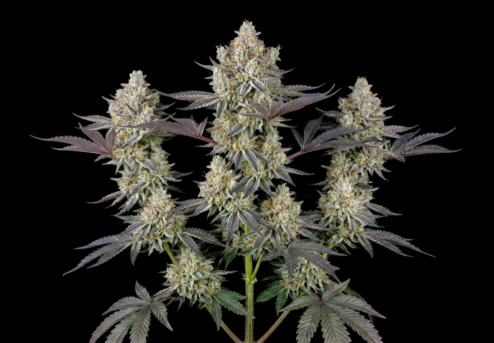 GG4 – Shottas Seeds GG4 – Shottas Seeds