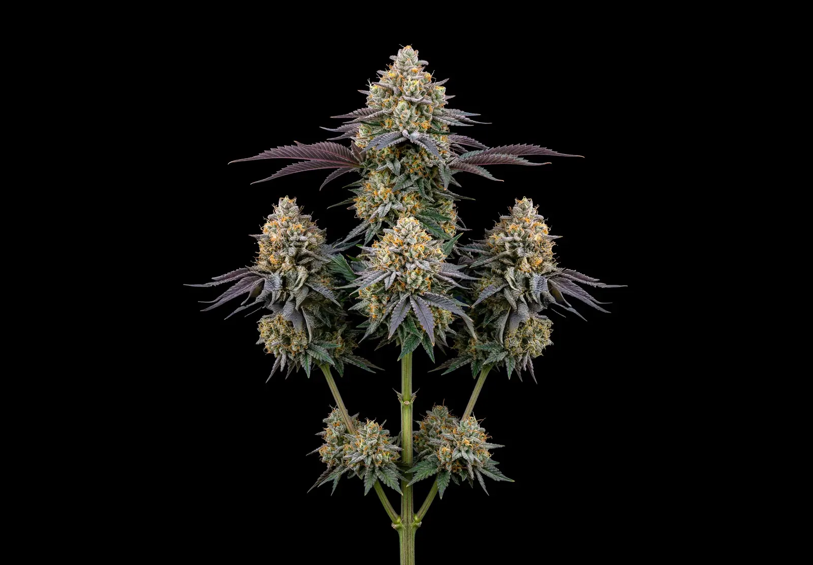 GG4 – Shottas Seeds GG4 – Shottas Seeds