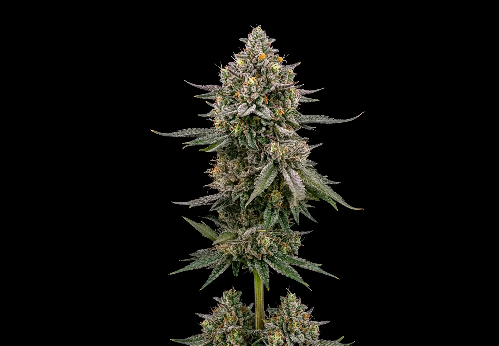 GG4 – Shottas Seeds GG4 – Shottas Seeds