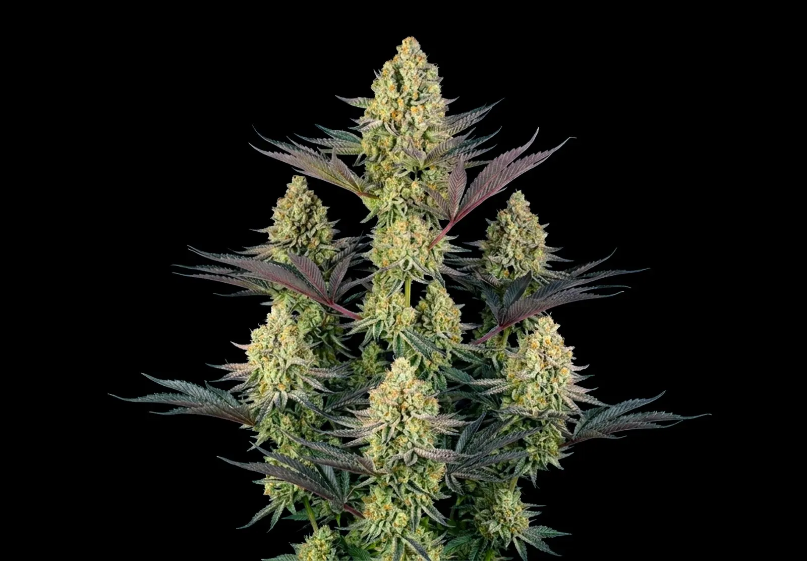 GG4 – Shottas Seeds GG4 – Shottas Seeds