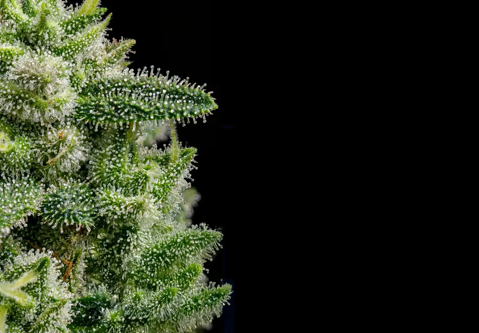 GG4 – Shottas Seeds GG4 – Shottas Seeds