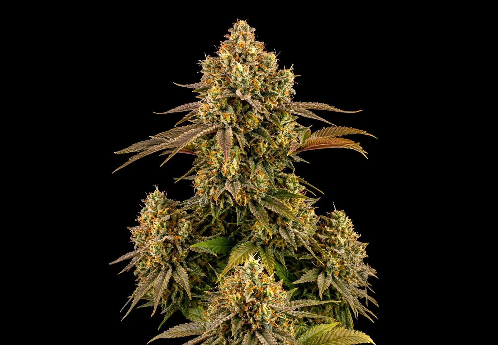 Girl Scout Cookies Auto – Shottas Seeds Girl Scout Cookies Auto – Shottas Seeds