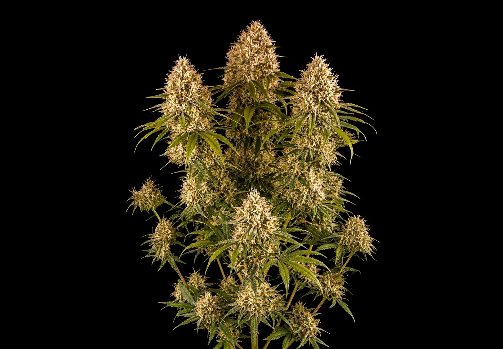 Girl Scout Cookies Auto – Shottas Seeds Girl Scout Cookies Auto – Shottas Seeds