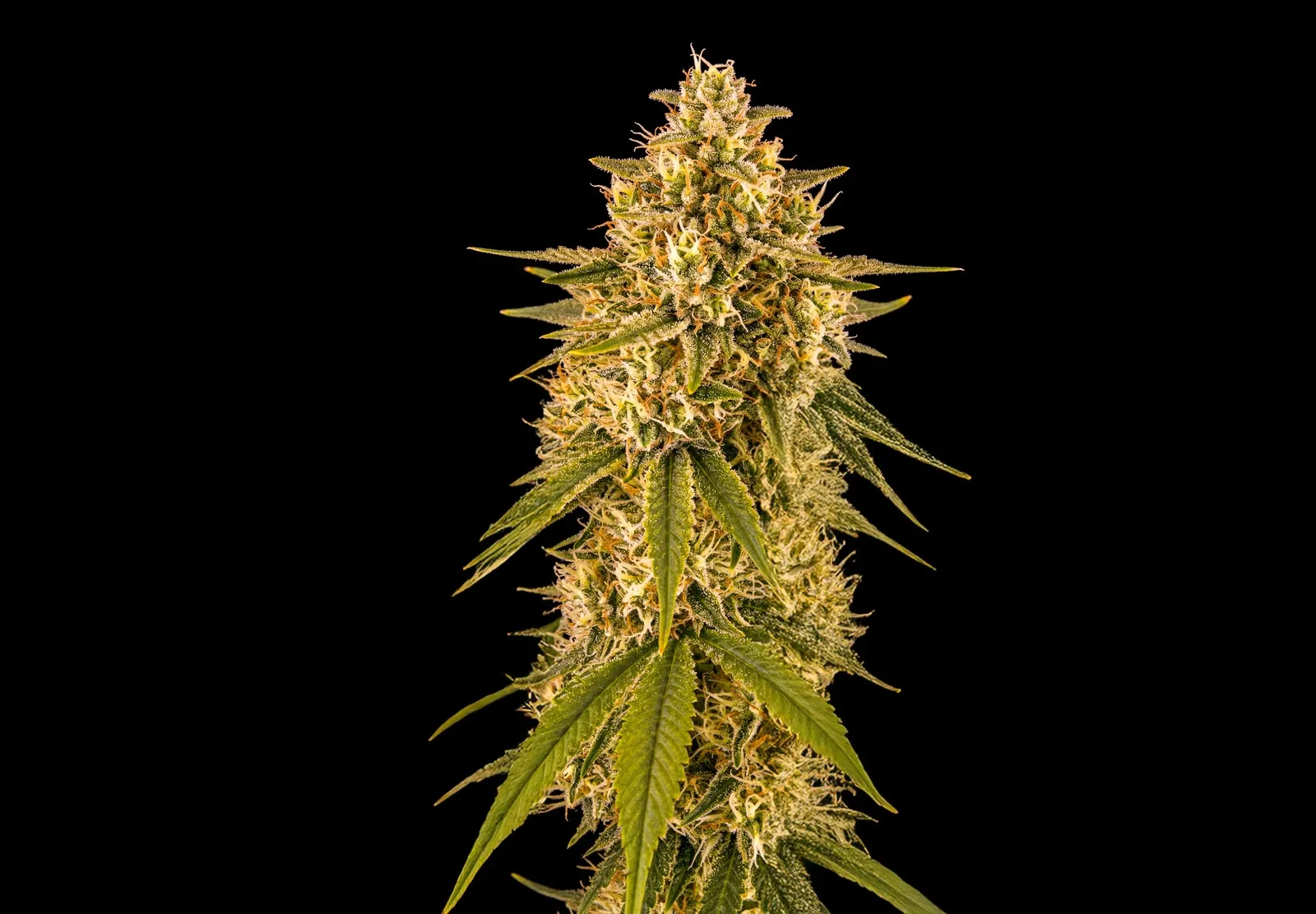 Girl Scout Cookies Auto – Shottas Seeds Girl Scout Cookies Auto – Shottas Seeds