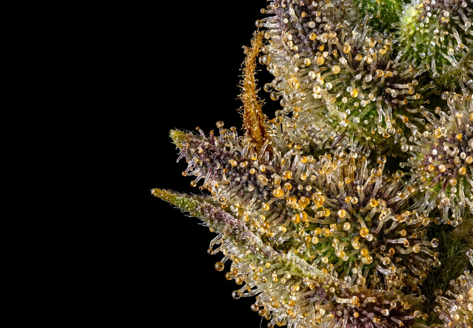 Girl Scout Cookies Auto – Shottas Seeds Girl Scout Cookies Auto – Shottas Seeds