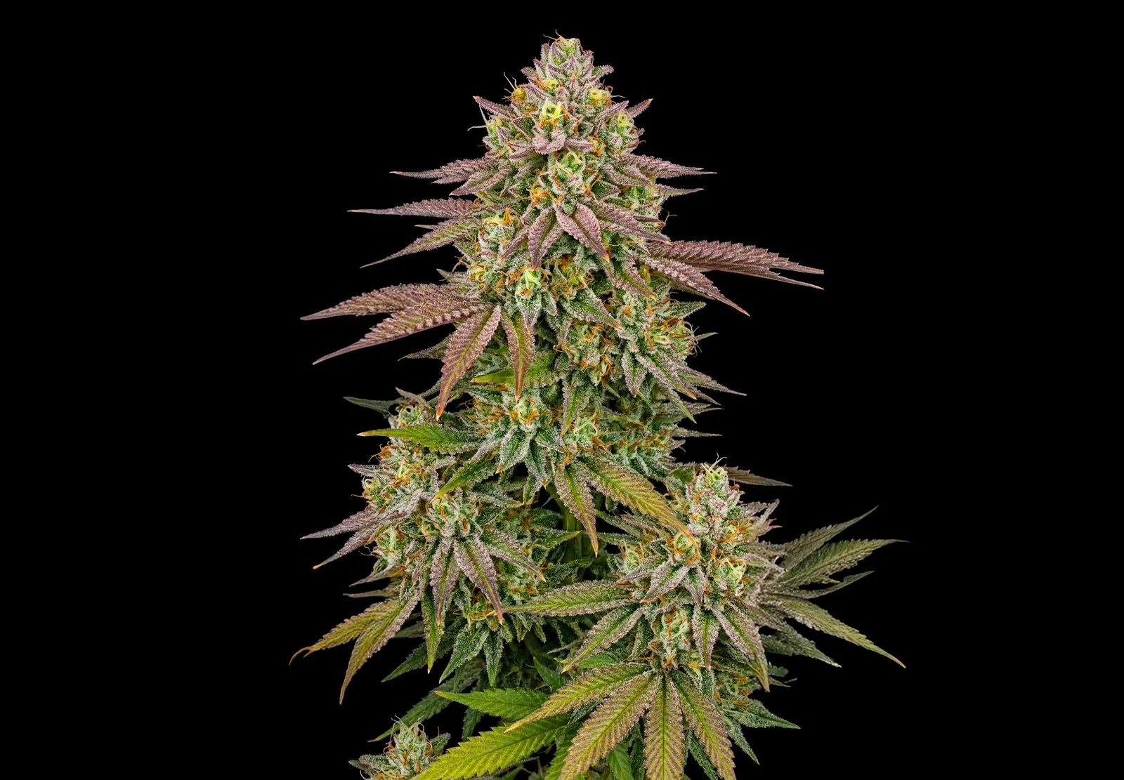 Girl Scout Cookies – Shottas Seeds Girl Scout Cookies – Shottas Seeds