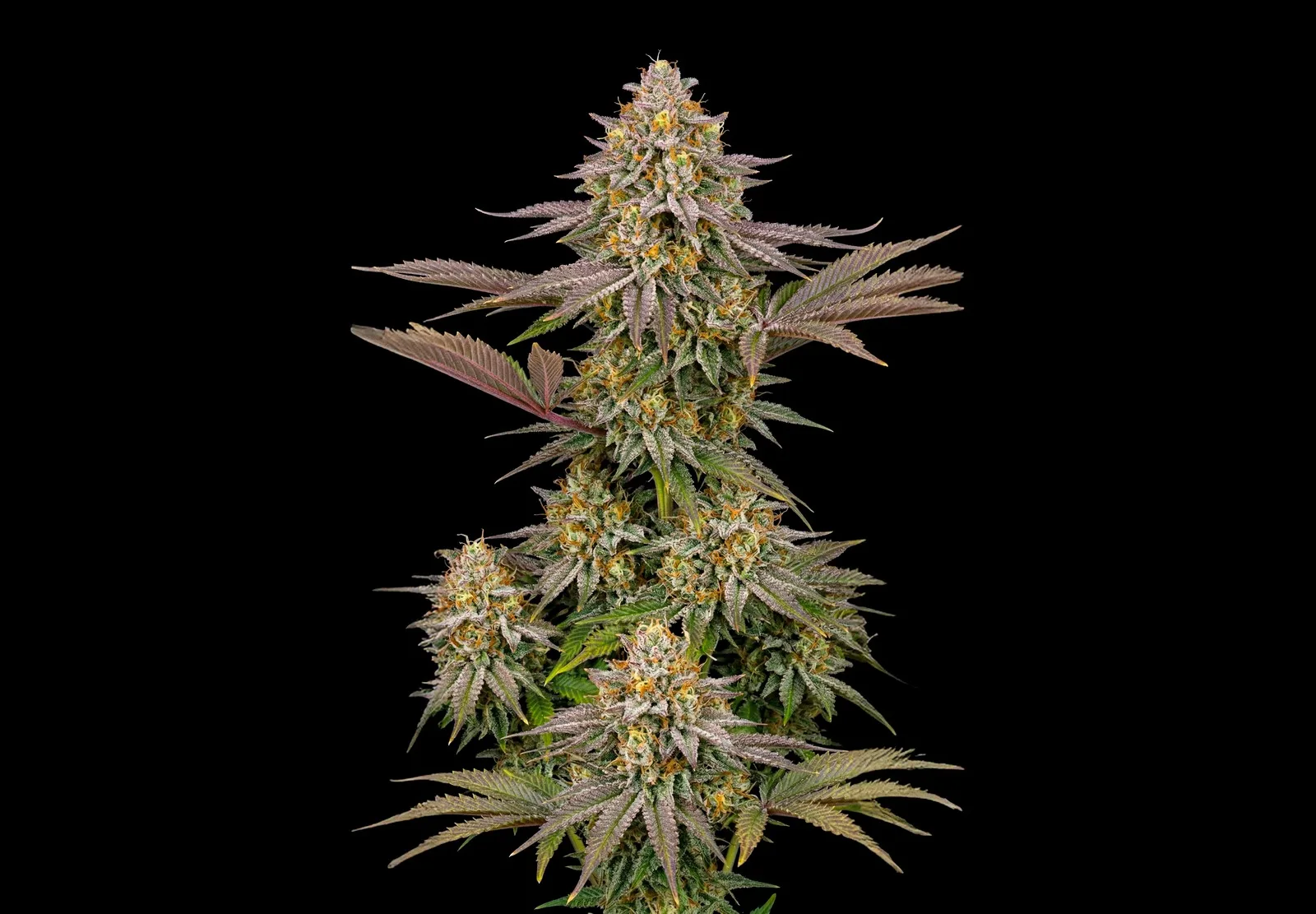 Girl Scout Cookies – Shottas Seeds Girl Scout Cookies – Shottas Seeds