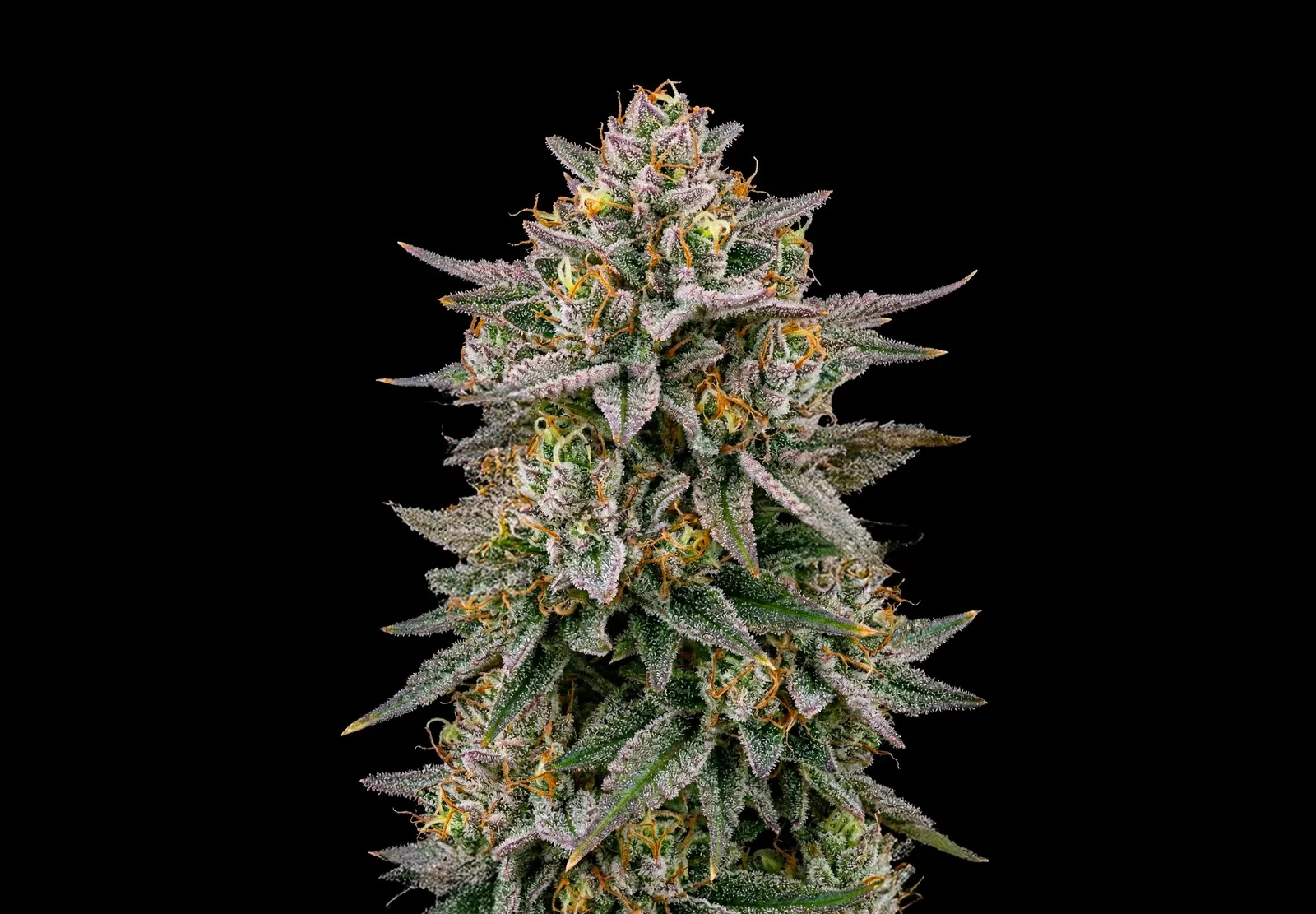 Girl Scout Cookies – Shottas Seeds Girl Scout Cookies – Shottas Seeds