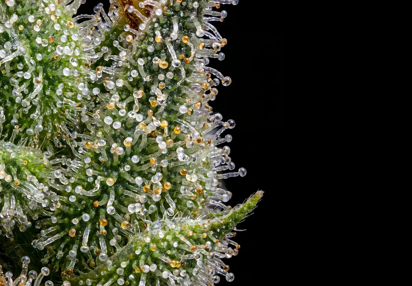 Girl Scout Cookies – Shottas Seeds Girl Scout Cookies – Shottas Seeds