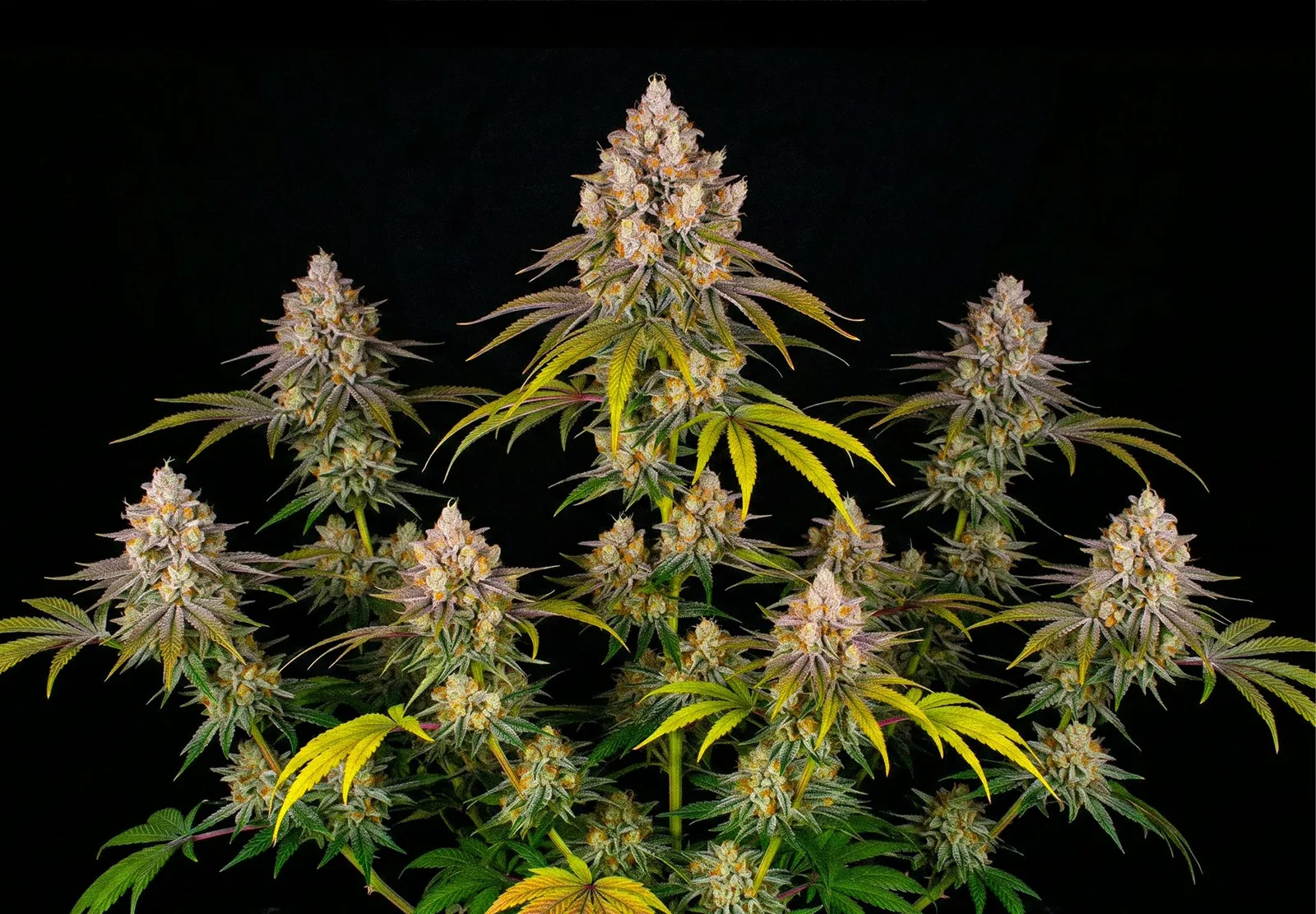 Ice Cream Cake – Shottas Seeds Ice Cream Cake – Shottas Seeds