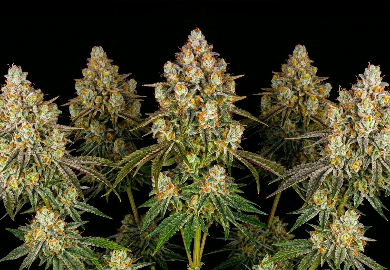 Ice Cream Cake – Shottas Seeds Ice Cream Cake – Shottas Seeds