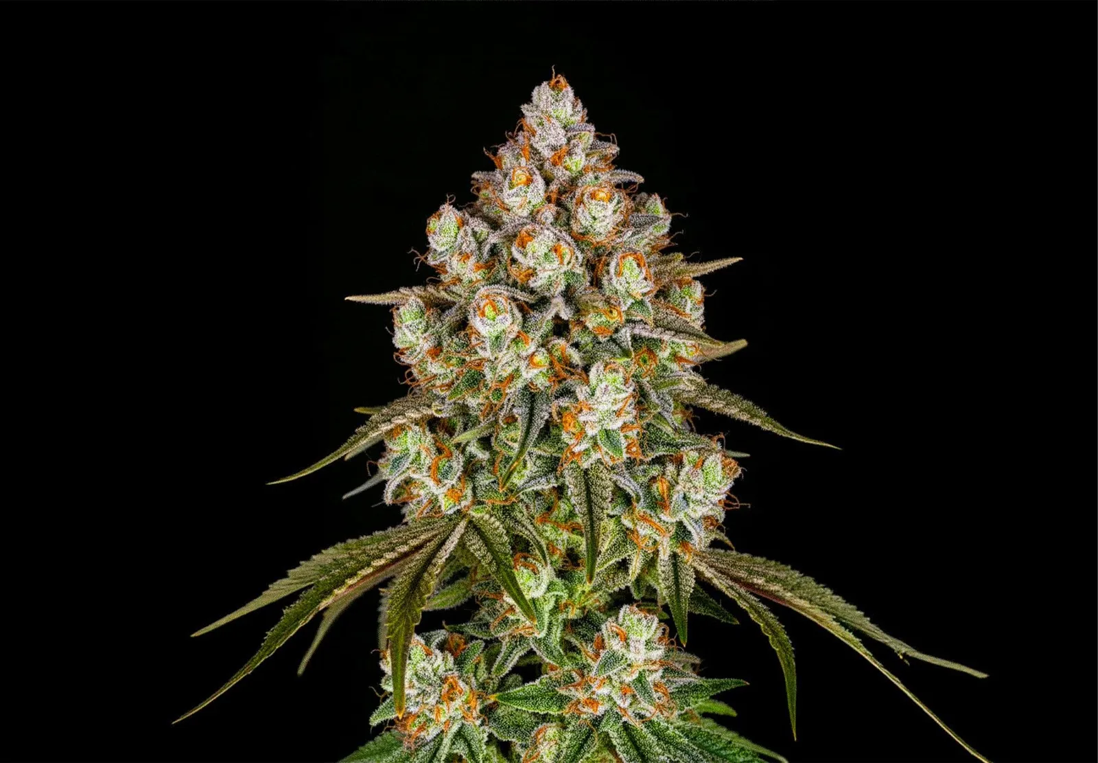 Ice Cream Cake – Shottas Seeds Ice Cream Cake – Shottas Seeds