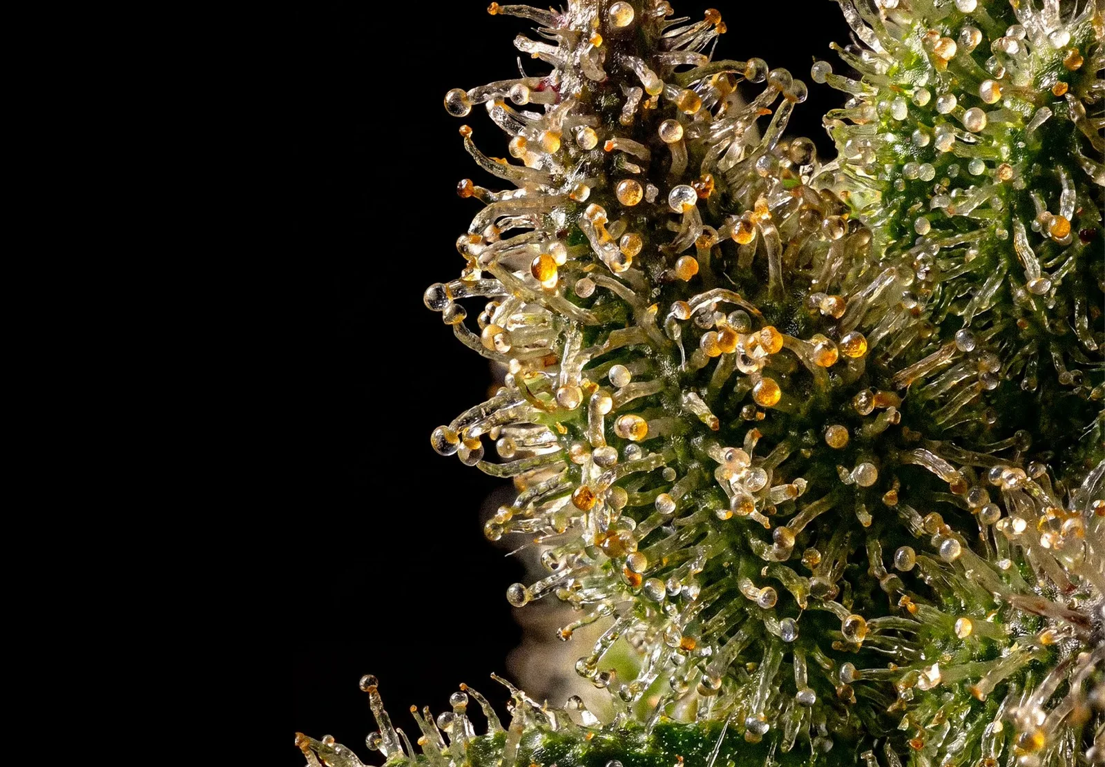 Ice Cream Cake – Shottas Seeds Ice Cream Cake – Shottas Seeds