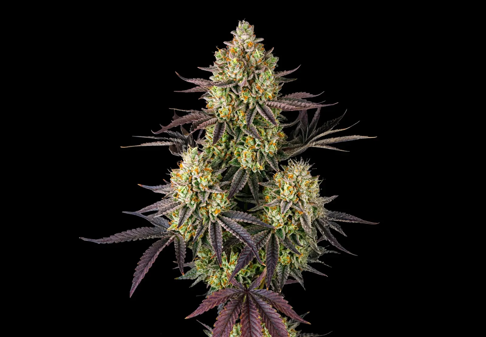 Jack Herer Auto – Shottas Seeds Jack Herer Auto – Shottas Seeds